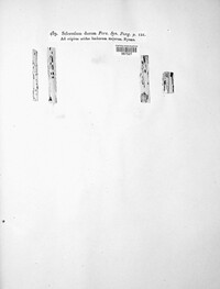 Sclerotium durum image